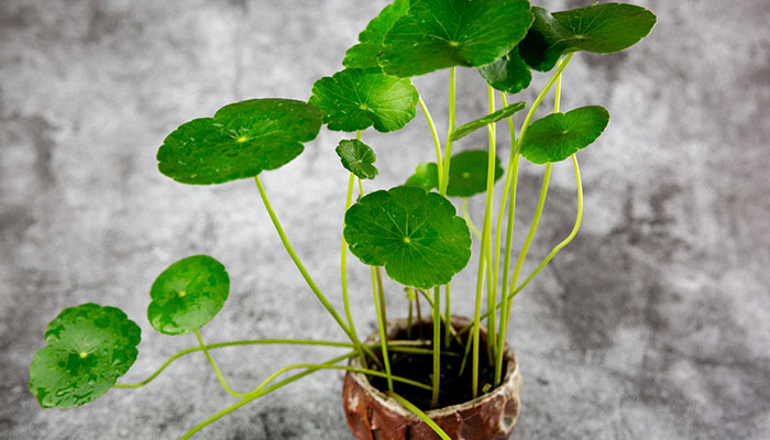 铜钱草施什么肥 铜钱草怎么施肥