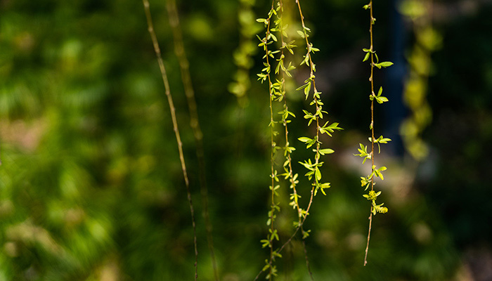 哪些树有树脂 哪些树容易分泌树脂