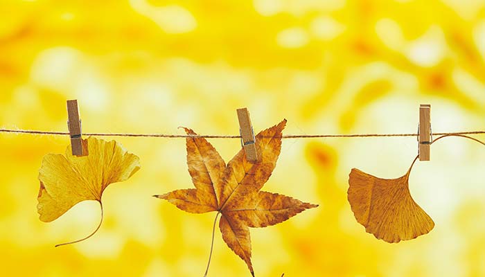 竹夹子1.jpg 竹夹子1.jpg