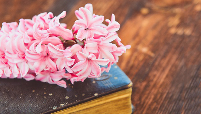 风信子的花语是什么 风信子的花语