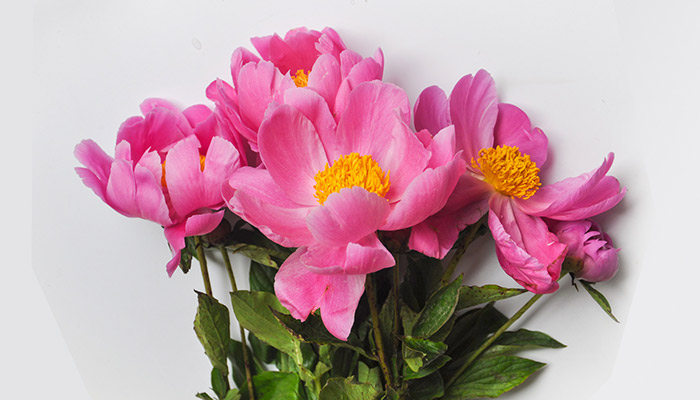 芍药花花语 芍药花的花语