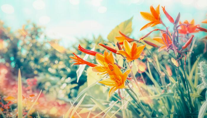 百合花的花语 百合花的花语是什么