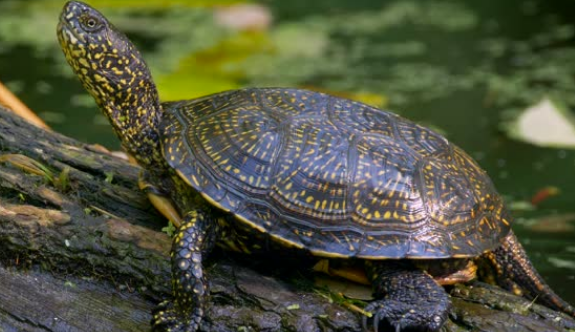 欧洲泽龟价格？你知道吗？