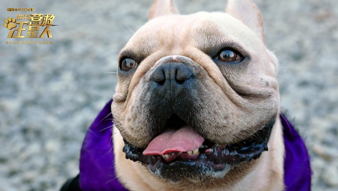 营救汪星人
(2018)的剧照 营救汪星人
(2018)的剧照