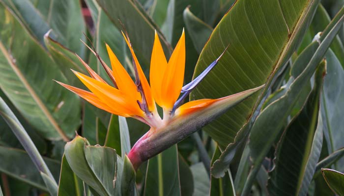 天堂鸟花语 天堂鸟花语是什么