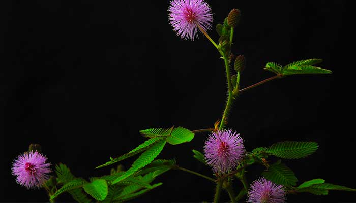 含羞草有毒吗 含羞草有没有毒