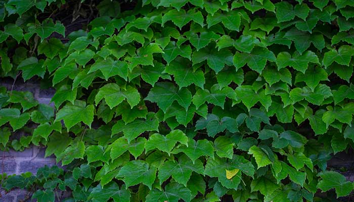 常春藤的养殖方法和注意事项 常春藤的养殖方法和注意事项有哪些