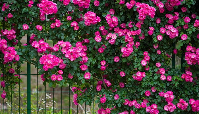 蔷薇花什么时候开 蔷薇花的开花时间