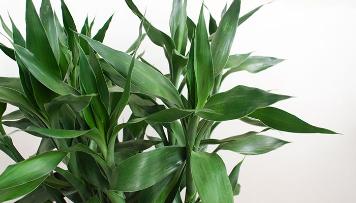 竹子施什么肥 竹子怎么施肥