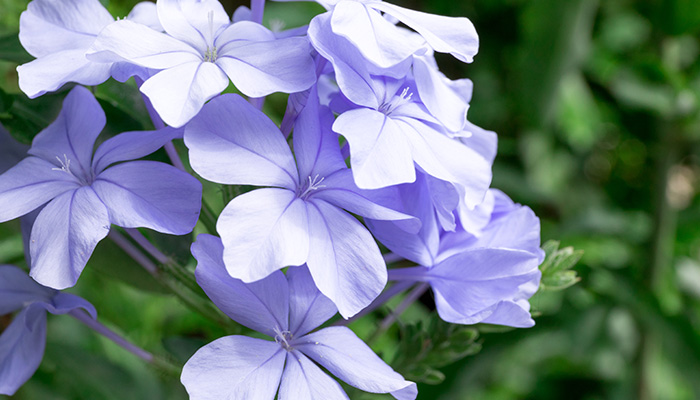 蓝雪花怎么修剪 蓝雪花的修剪方法