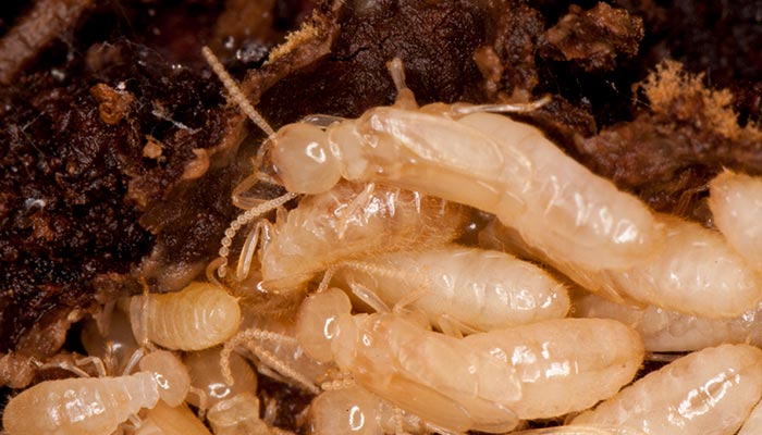 蚂蚁23.jpg 蚂蚁23.jpg