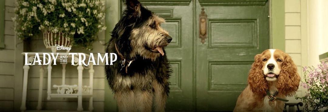 小姐与流浪汉(2019)的剧照 小姐与流浪汉(2019)的剧照