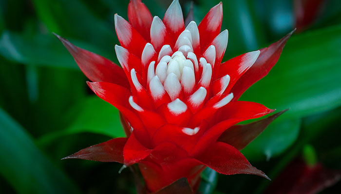 鸿运当头花怎么养 鸿运当头花的养殖方法