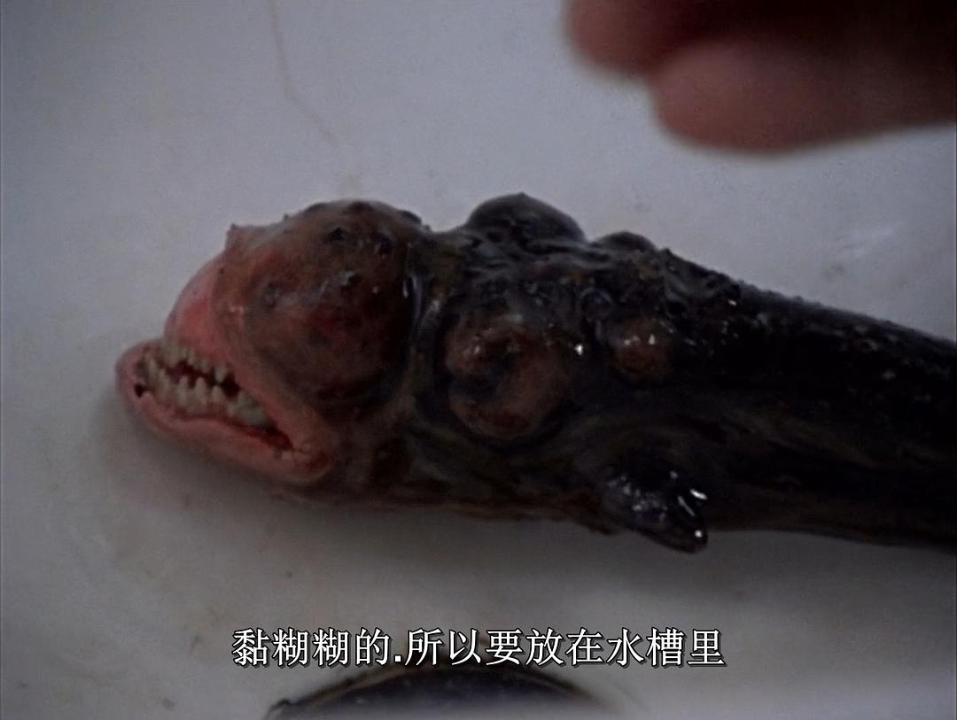 异形再现(1983)的剧照 异形再现(1983)的剧照