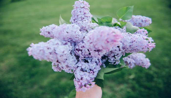 丁香花的养殖方法和注意事项 丁香花的养殖方法和注意事项有哪些