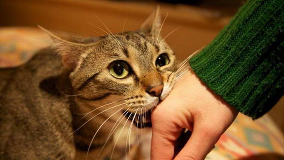 猫为什么突然咬人？主人还是要重视