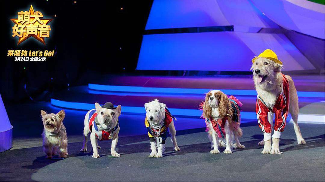 萌犬好声音(2016)的剧照 萌犬好声音(2016)的剧照