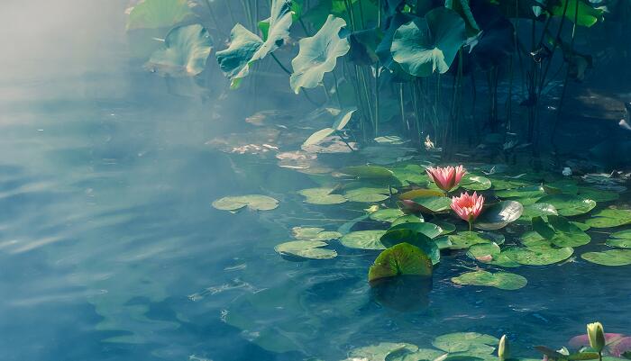 莲花什么时候开 莲花的开放时间