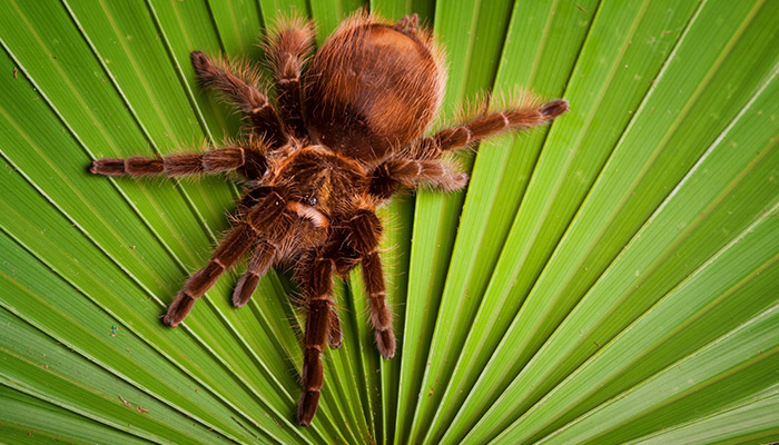 狼蛛4.jpg 狼蛛4.jpg