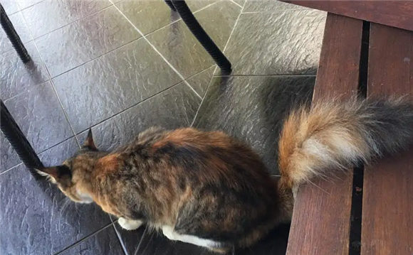 猫咪天生尾巴扭结，其实并不奇怪