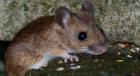 老鼠喜欢消毒水的气味吗3