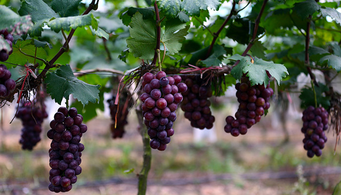葡萄开花前施什么肥 葡萄开花前怎么施肥