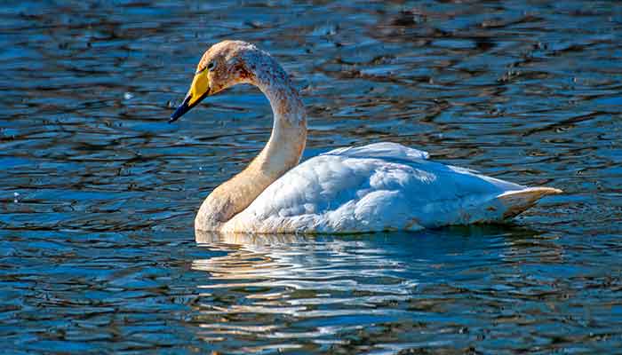 天鹅16.jpg 天鹅16.jpg