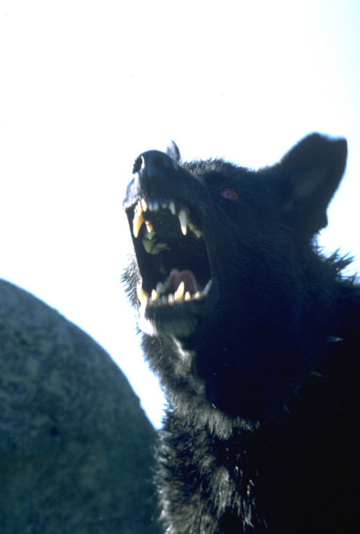 巴斯克维尔的猎犬(2000)的剧照 巴斯克维尔的猎犬(2000)的剧照