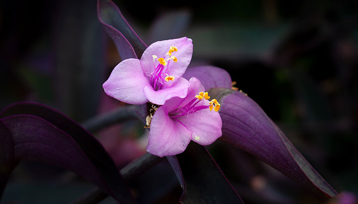 紫鸭跖草怎么修剪 紫鸭跖草的修剪方法