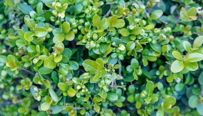 黄杨的养殖方法和注意事项 黄杨的养殖方法