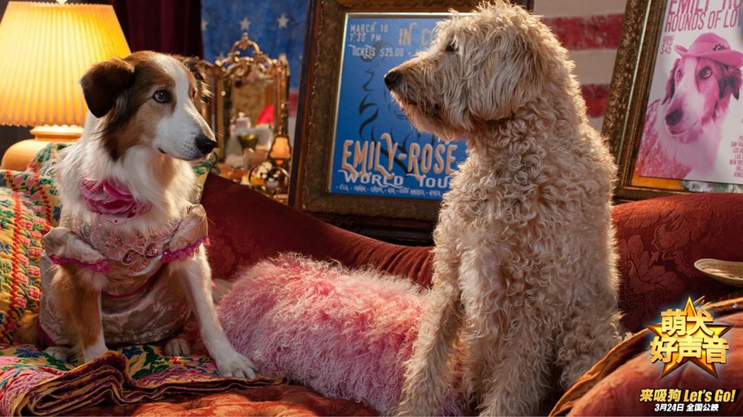 萌犬好声音(2016)的剧照 萌犬好声音(2016)的剧照