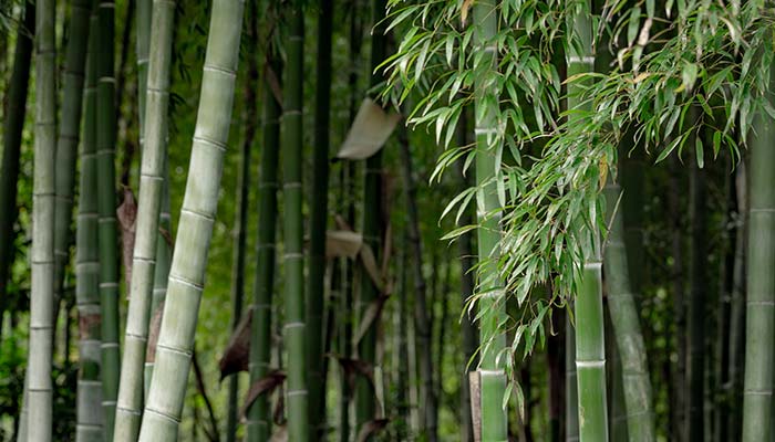 竹子49.jpg 竹子49.jpg