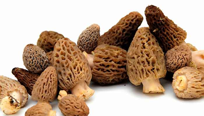 松茸22.jpg 松茸22.jpg