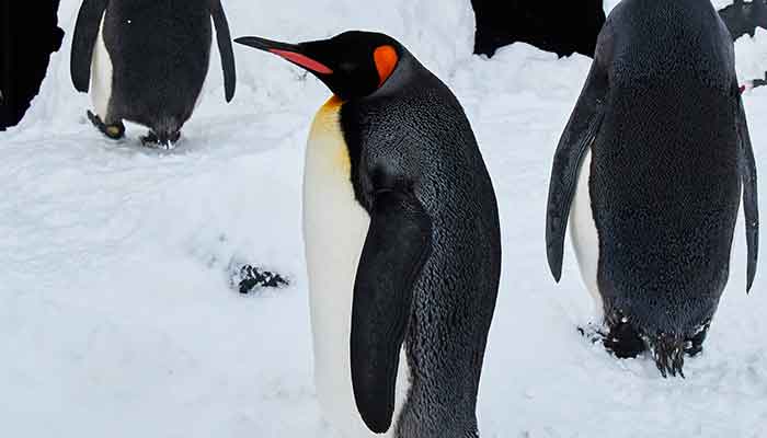 企鹅1.jpg 企鹅1.jpg