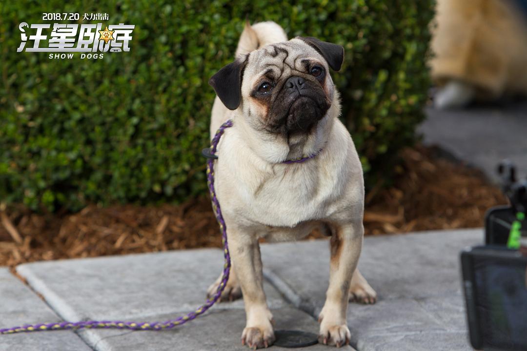 汪星卧底(2018)的剧照 汪星卧底(2018)的剧照