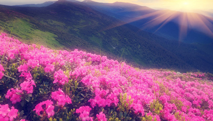 杜鹃花有毒吗 杜鹃花有没有毒