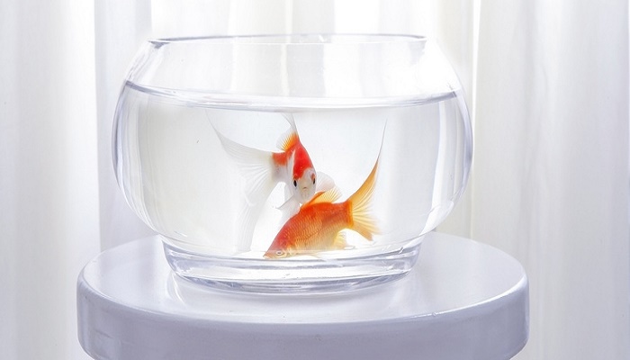 金鱼身上有白点