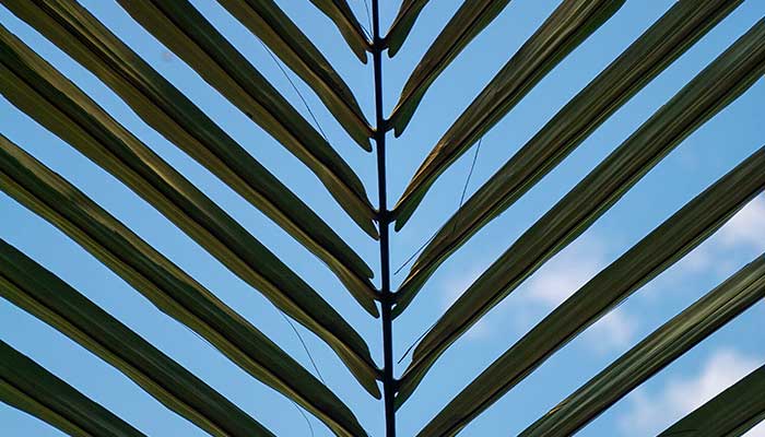 散尾葵怎么修剪 散尾葵的修剪方法