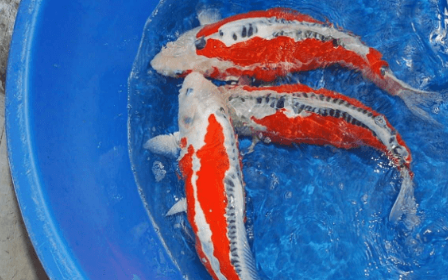 秋翠锦鲤不吃东西怎么办?先找清楚原因! 秋翠锦鲤不吃东西怎么办?先找清楚原因!