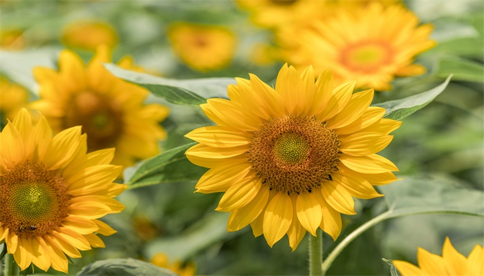 黄色的花有哪些 有哪些黄色的花