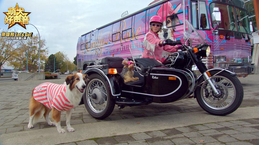 萌犬好声音(2016)的剧照 萌犬好声音(2016)的剧照