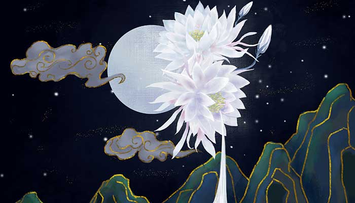 昙花的养殖方法和注意事项 昙花的养殖方法和注意事项有哪些