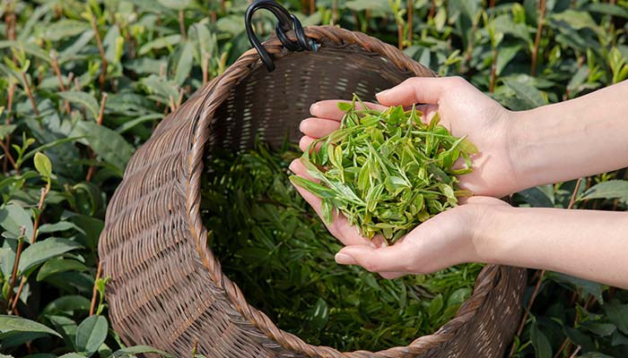 绿茶19.jpg 绿茶19.jpg