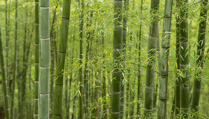 竹子51.jpg 竹子51.jpg