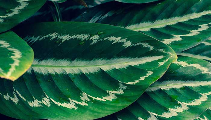 孔雀竹芋的养殖方法和注意事项 孔雀竹芋的养殖方法