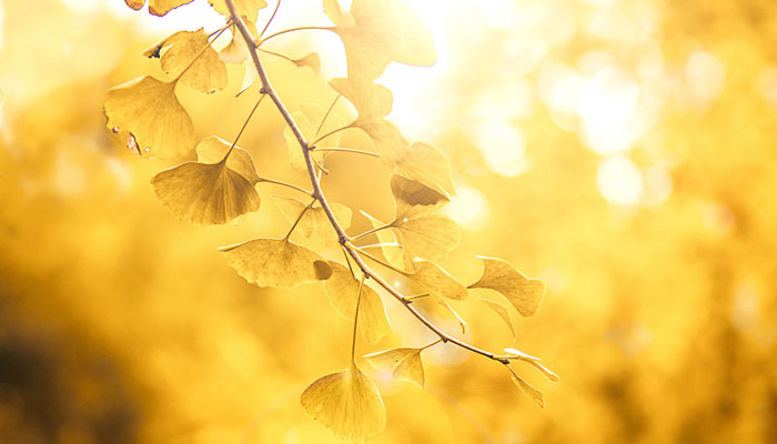 秋天有哪些树 秋季有哪些树