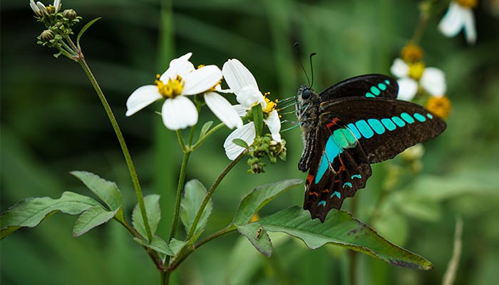 蝴蝶14.jpg 蝴蝶14.jpg