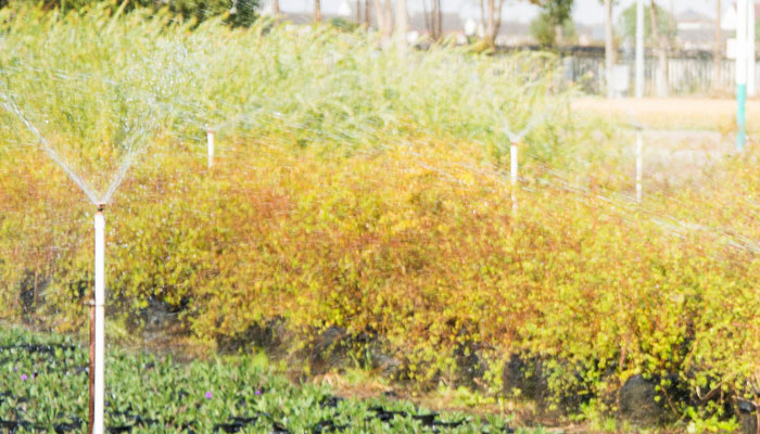 幸福树怎么养 幸福树怎么种怎么养