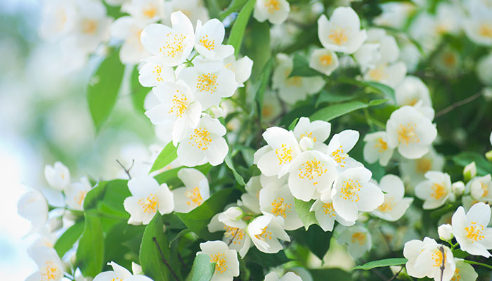 茉莉花怎么养 茉莉花的养殖方法