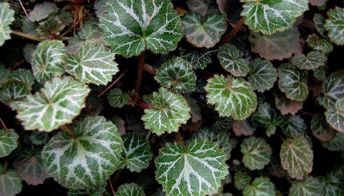 虎耳草的养殖方法和注意事项 虎耳草的养殖方法